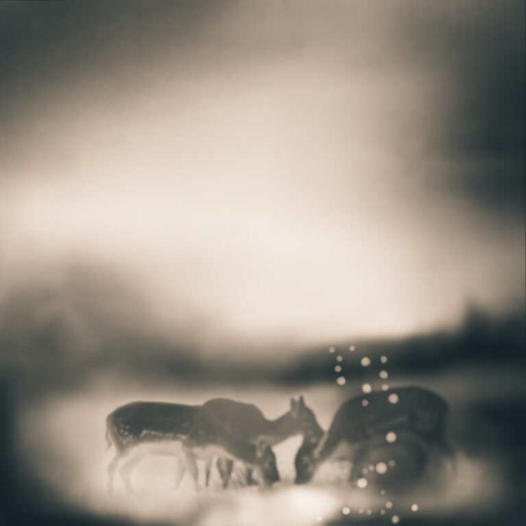 Fauna