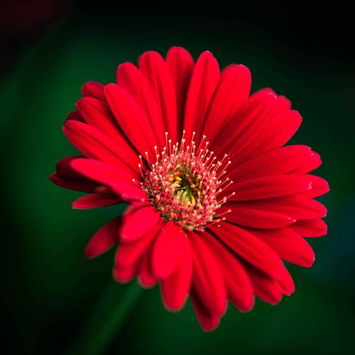 Awakening Red Daisy