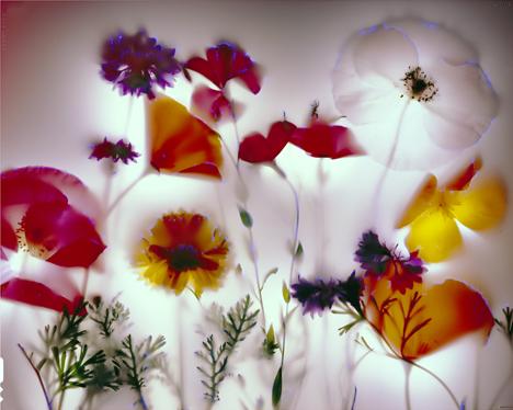 Field Flowers