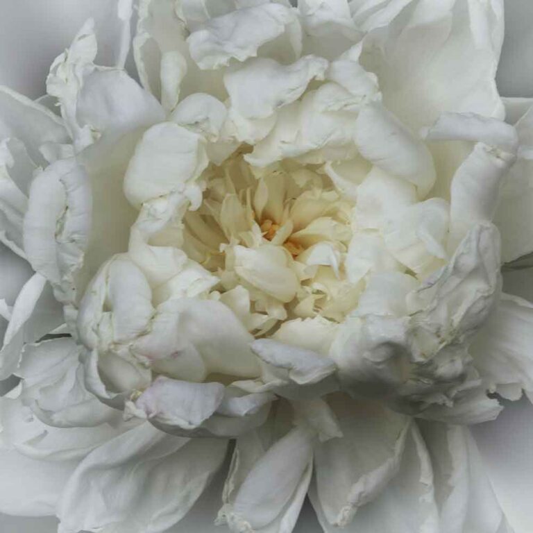 Frosted White Peony