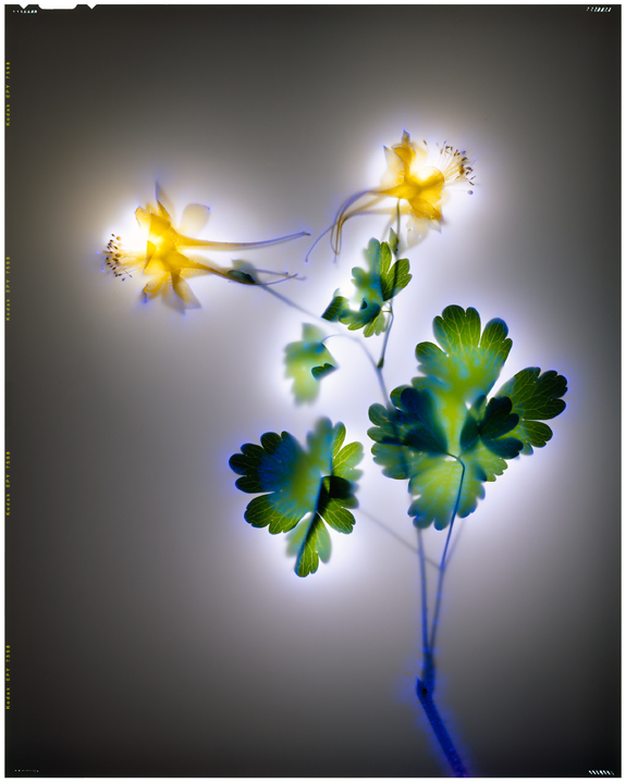 Golden Columbine