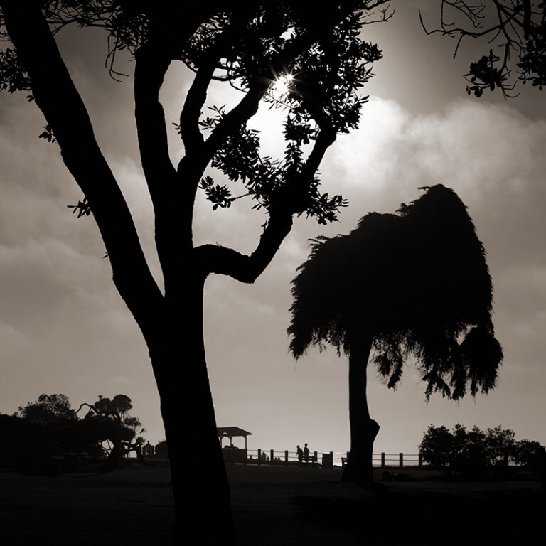 Late Afternoon, Grassy Scripps Park