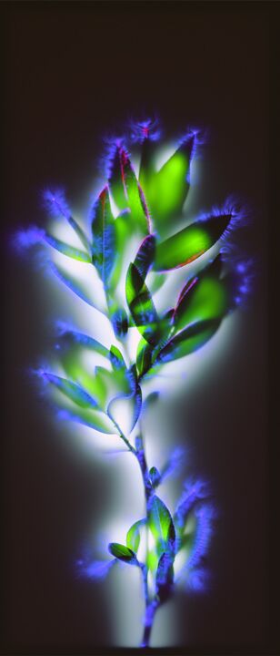 Willow Budbreak