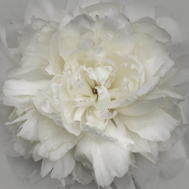 Ivory Pearl Peony