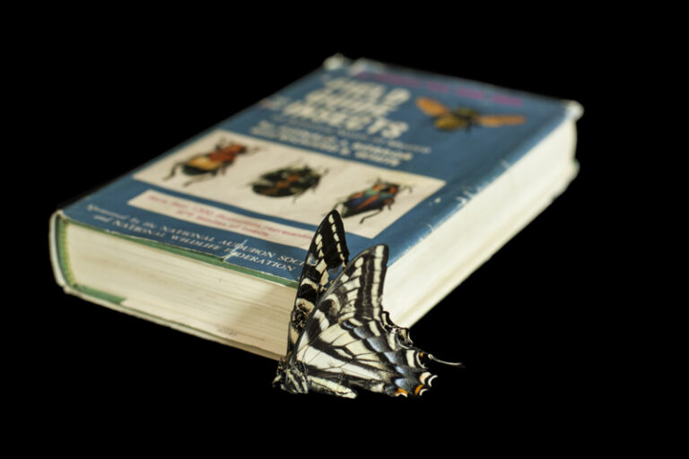 Lost and Found
