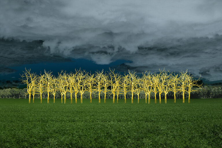 In the Field of Gold