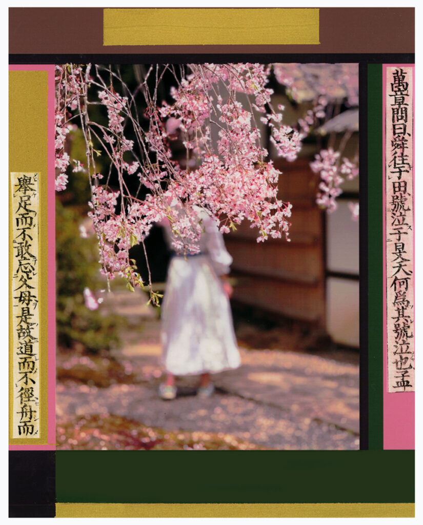 Cherry Blossoms