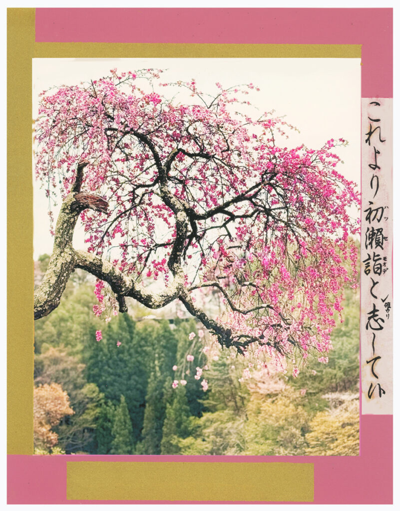 Cherry Tree