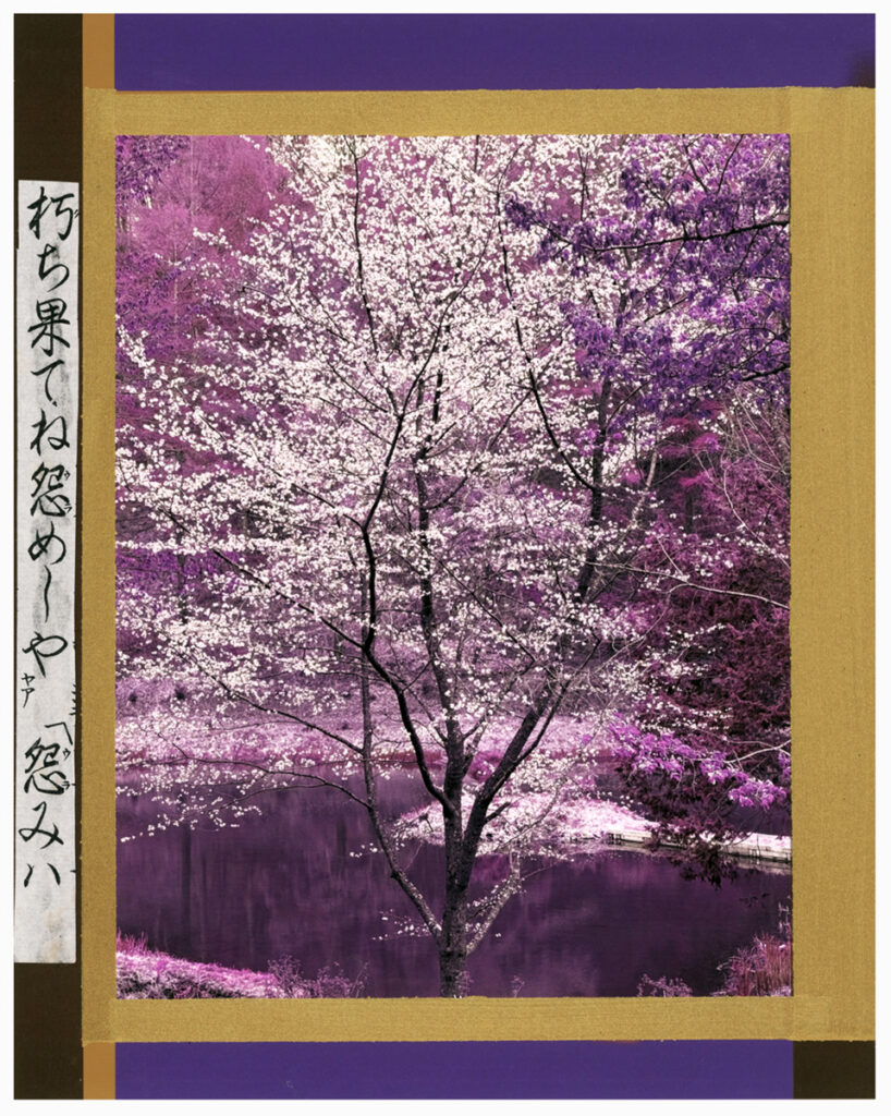 White Blossoms