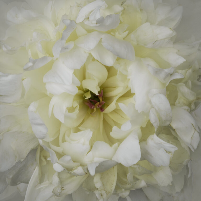Just Dawn Peony