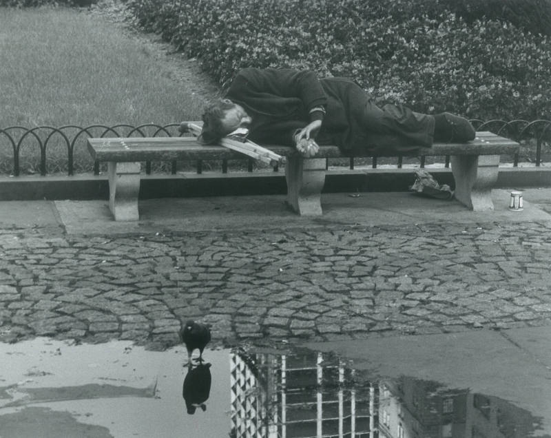 Man Sleeping on Park Bench with Pigeon and Puddle, NYC