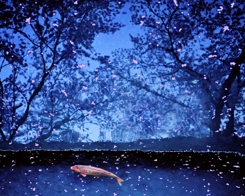 Koi Fish and Sakura, Kyoyo
