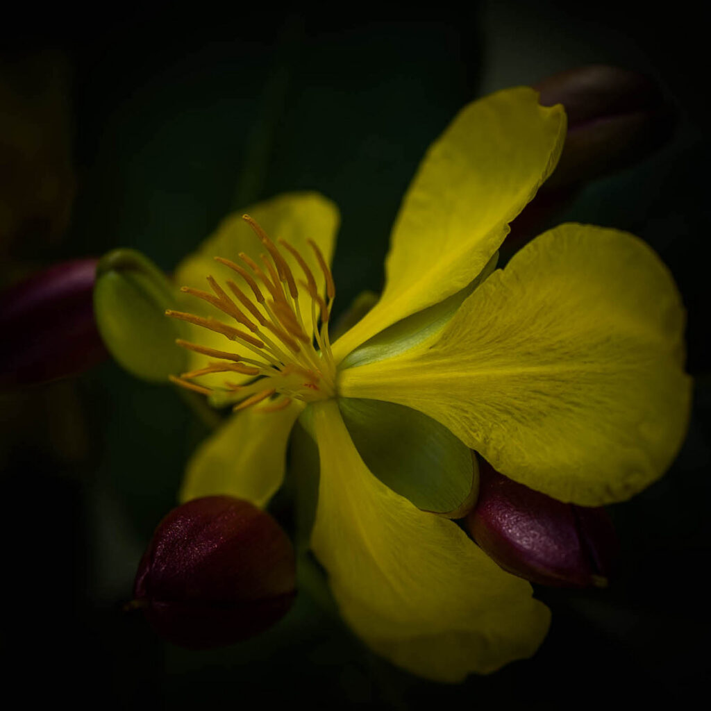Awakening Yellow
