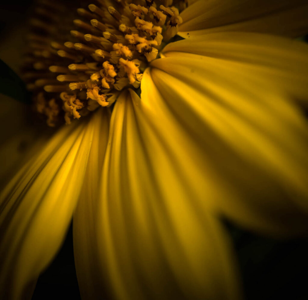 Awakening Yellow 2