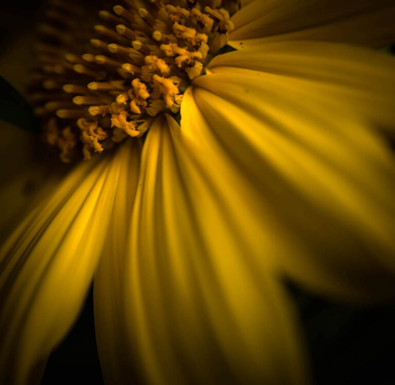Awakening Yellow 2