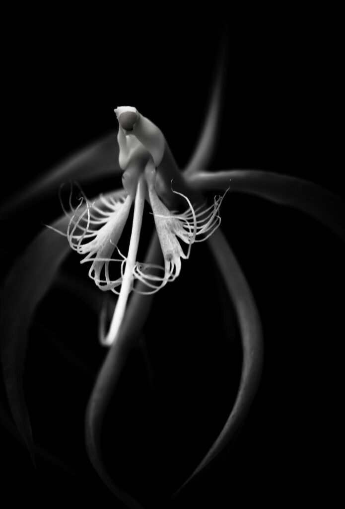 Simplicity I