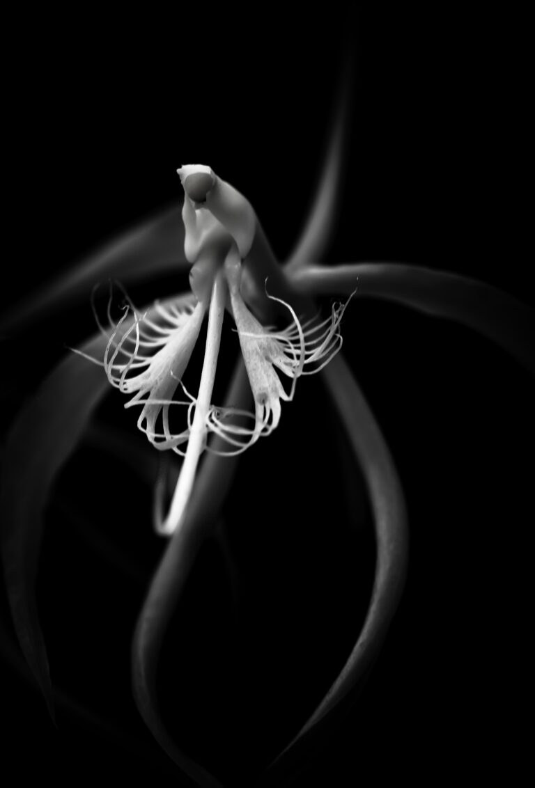 Simplicity I