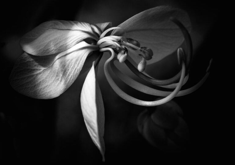 Simplicity VII