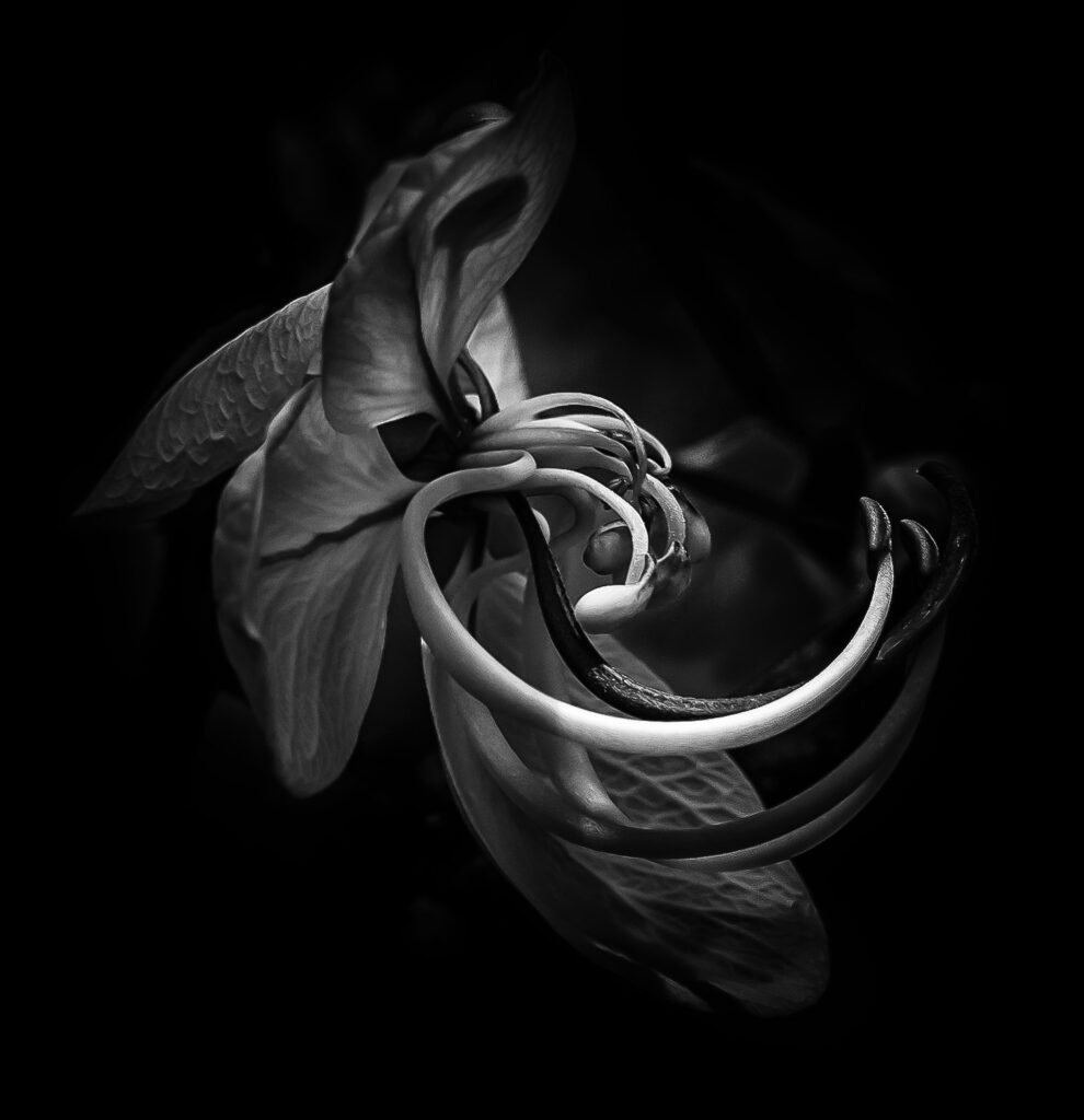 Simplicity IV