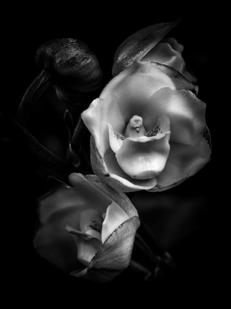 Simplicity III