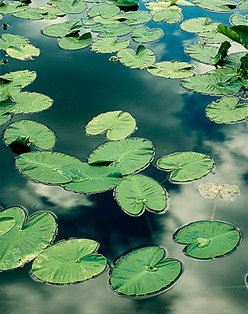 Lily Pads on Siesta Lake, Yosemite