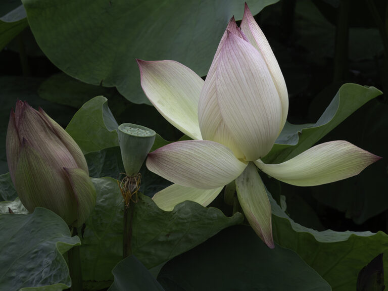 Lotus Party