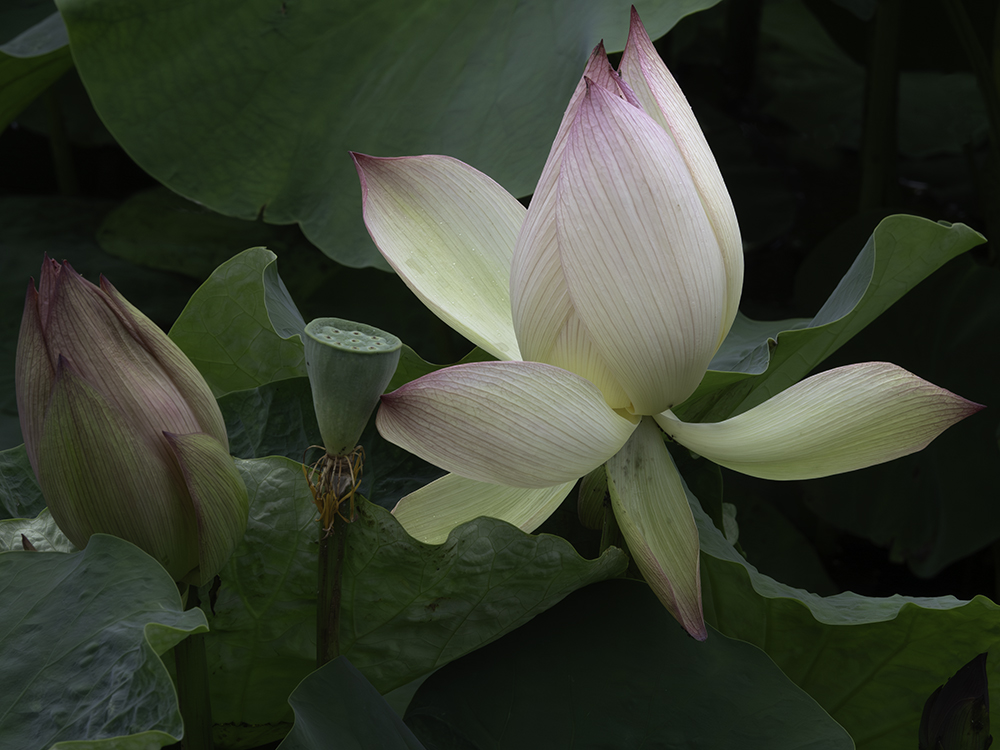 Lotus Party