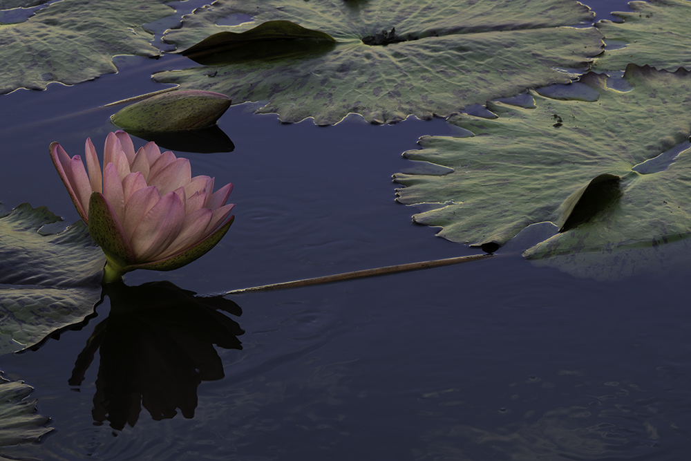 Lotus Resting