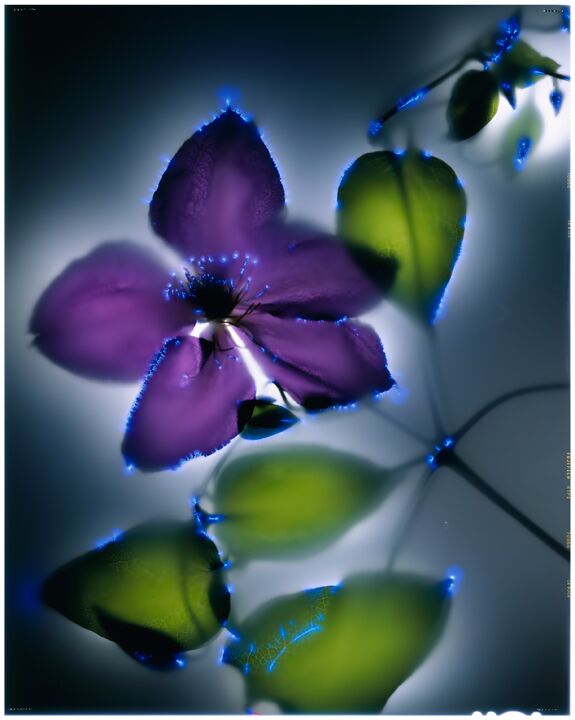 Purple Clematis