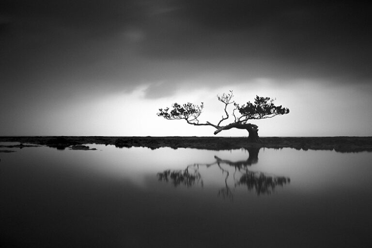 Mangrove