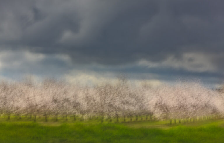 Almond Trees in Bloom