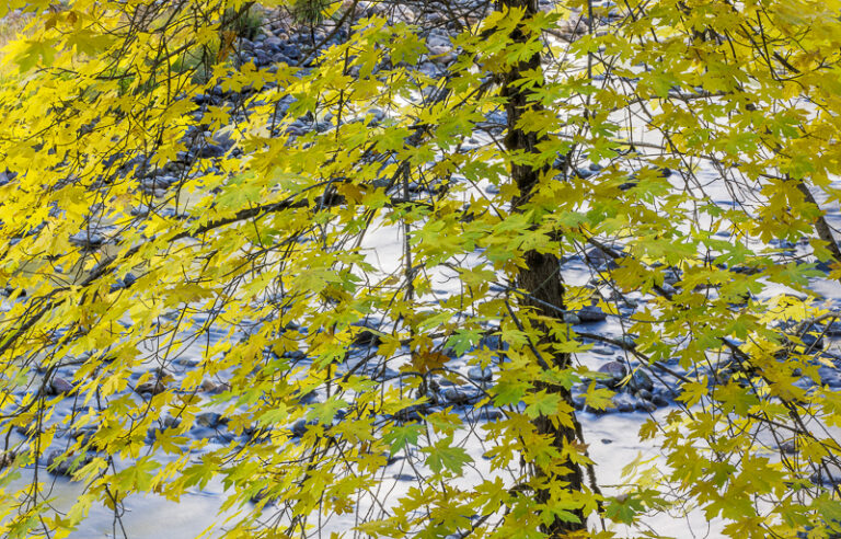 Big Leaf Maple and Merced River, Autumn, Yosemite