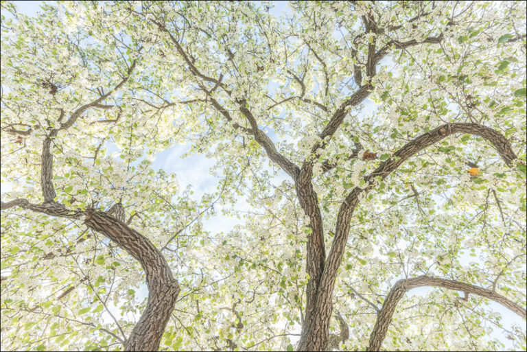 Pear Tree in Bloom, Fresno