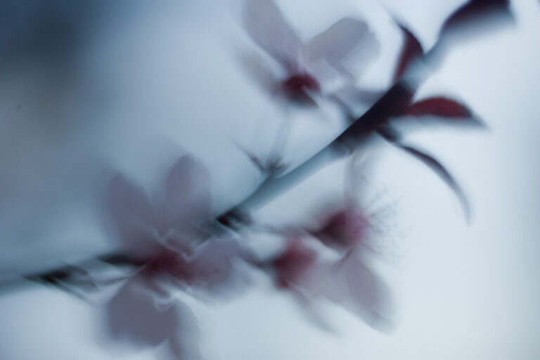 Plum Blossoms, Ahwahnee