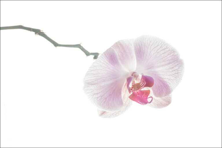 Purple Orchid