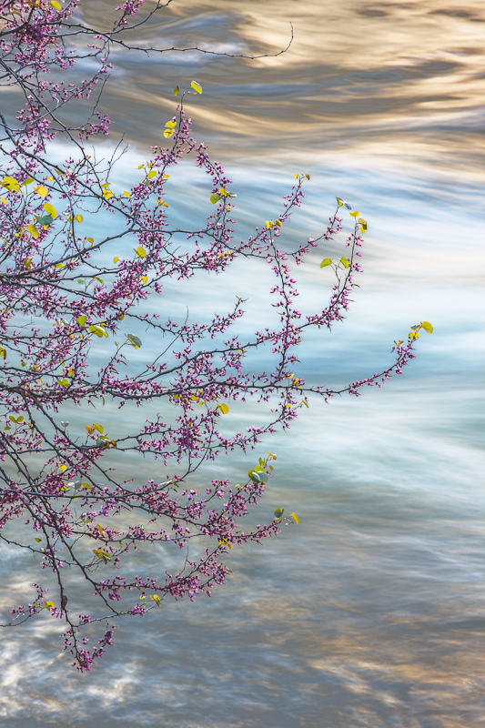 Redbud, Merced River Canyon