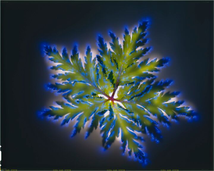 Geranium robertianun