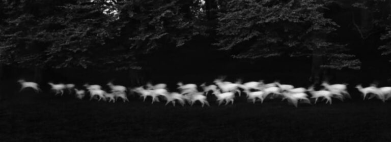 Running Deer, Wicklow, Ireland (Sold)