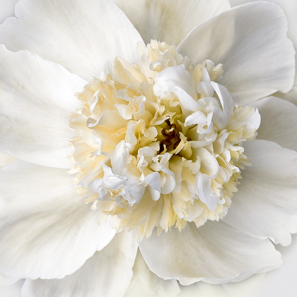 Peony Praise