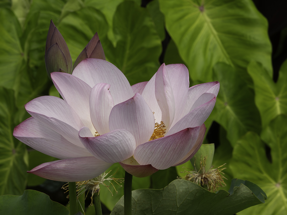 Pink Blush Lotus