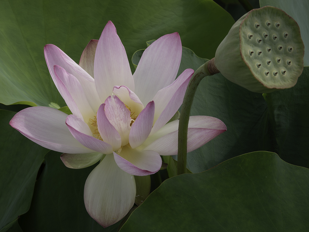 Pink Cloud Lotus