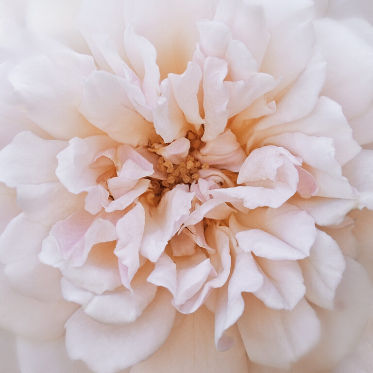 Porcelain Rose