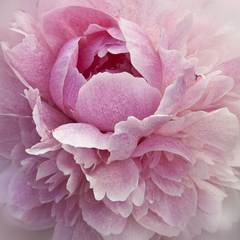 Pretty In Pink III