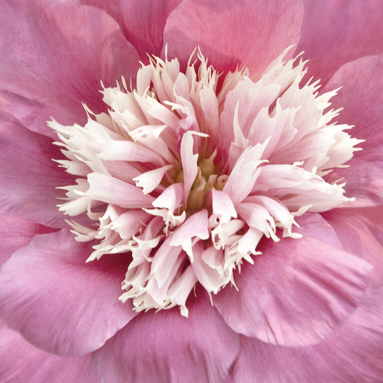 Pretty in Pink II