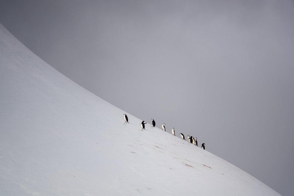 Chinstrap Penguins Climbing Iceberg, Near Elephant Island, Antarctica