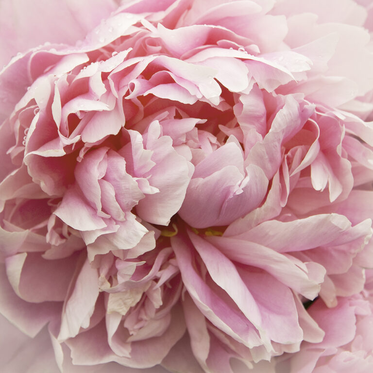 Rain Drop Peony