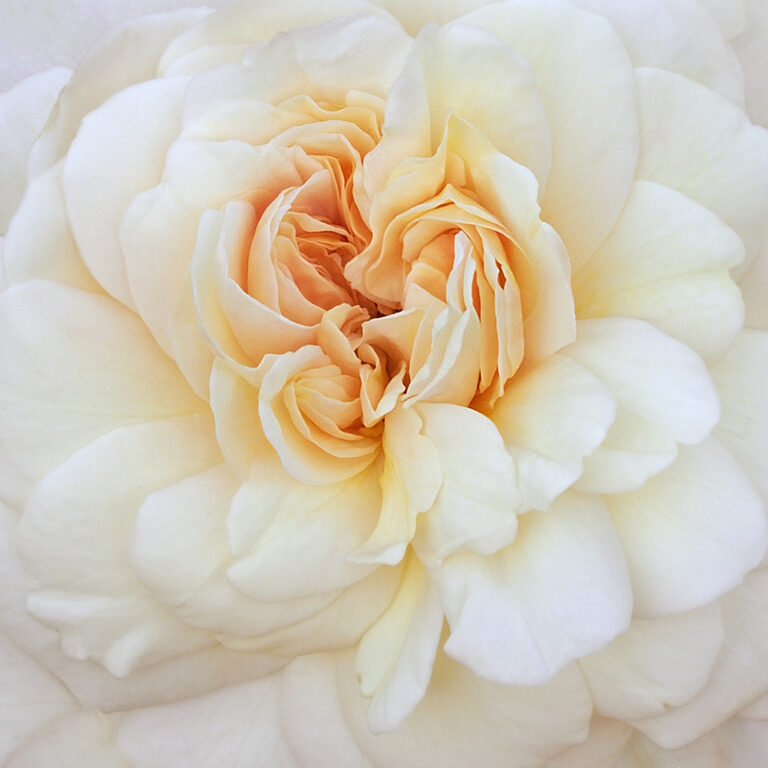 Rose Cloud