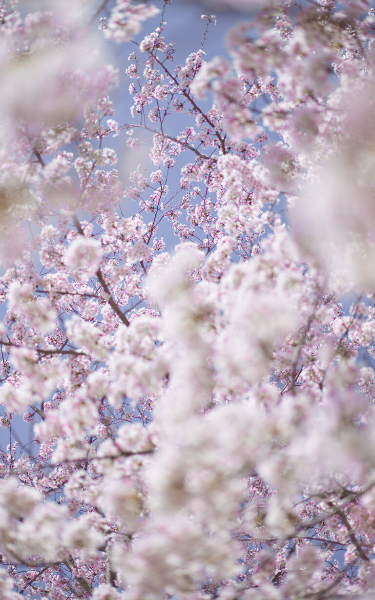 Sakura and Sky 1, Kyoto, Japan