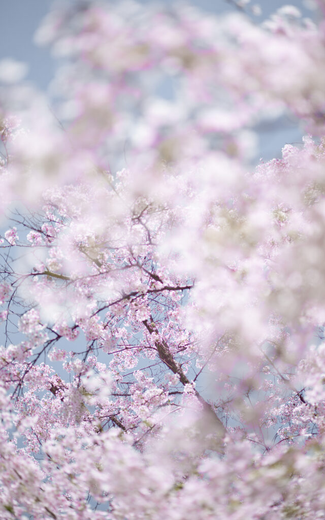 Sakura and Sky 2, Kyoto, Japan