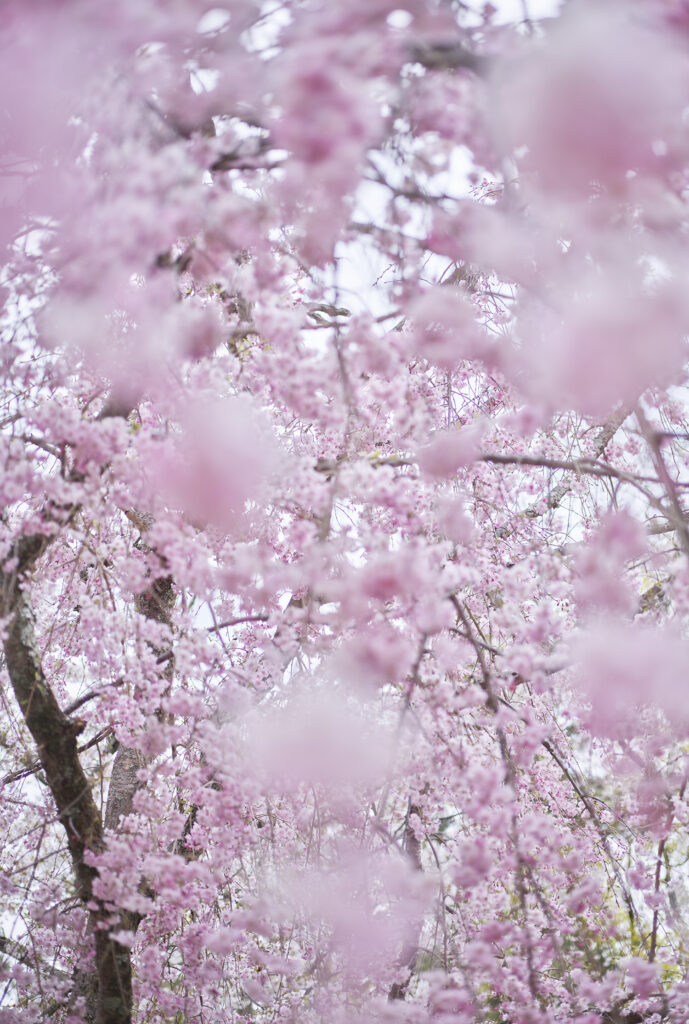 Sakura and Sky 5, Kyoto, Japan